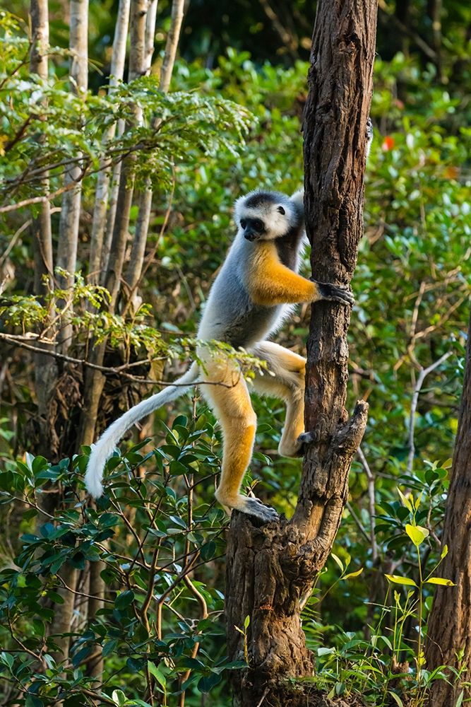 Madagascar-Andasibe-Vakona Lodge-Lemur Island Diademed sifaka climbing a tree